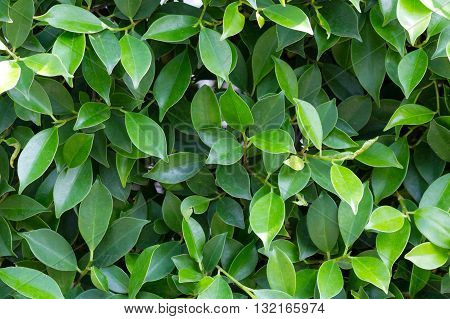 vintage style green freshGreen leaves for wall background