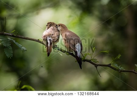 Indian Silverbill (Euodice malabarica). The Indian silverbill or white-throated munia is a small passerine bird found in the Indian Subcontinent and adjoining regions