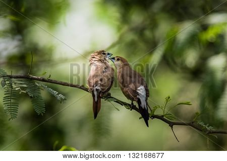 Indian Silverbill (Euodice malabarica). The Indian silverbill or white-throated munia is a small passerine bird found in the Indian Subcontinent and adjoining regions
