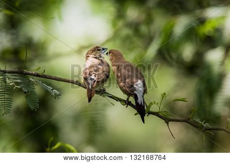 Indian Silverbill (Euodice malabarica). The Indian silverbill or white-throated munia is a small passerine bird found in the Indian Subcontinent and adjoining regions