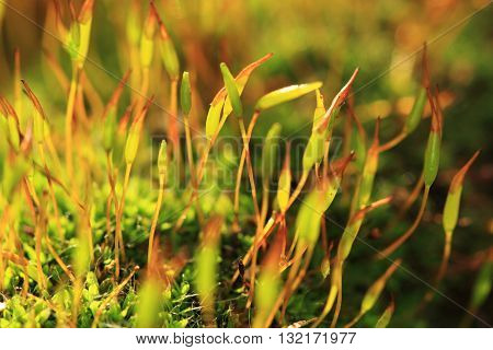 Moss Macro Plant