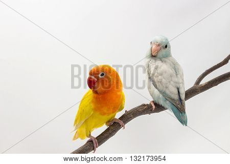 Yellow Lobebird And Pastel Blue Forpus