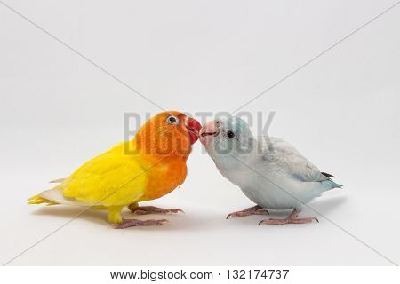 Yellow Lobebird And Pastel Blue Forpus