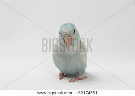 Pastel Blue Forpus Bird