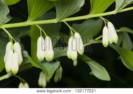 Flowers on blooming polygonatum odoratum angular Solomon's seal close-up selective focus shallow DOF
