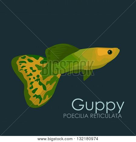 Aquarium fish Guppy, vector illustration isolated on dark background. Fish flat style vector illustration.