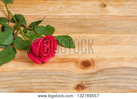 Red Rose Love friendship happiness affection romance copy space.