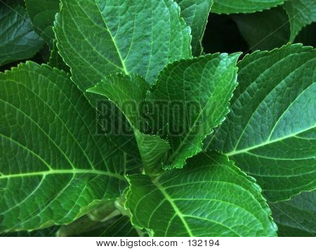 Frodiga blad