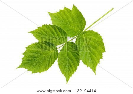 Fresh green leaf raspberry isolated on a white background. Raspberry leaves closeup.