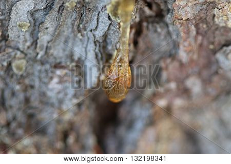 The Yellow Drop Of Resin On A Tree