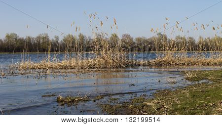 Yellow reeds on the river bank  landscape