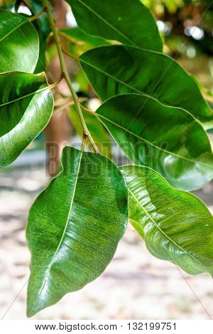 Abstract background with green leaves of Ficus on the tree. Selective Focus.