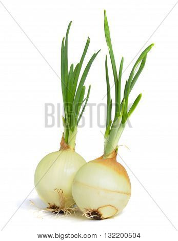Young onion on white background  isolated object