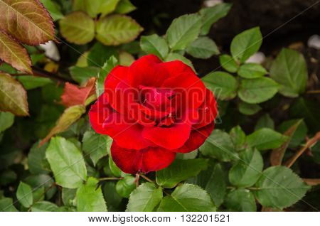 beautiful flower red rose after a rain on a background of green leaves