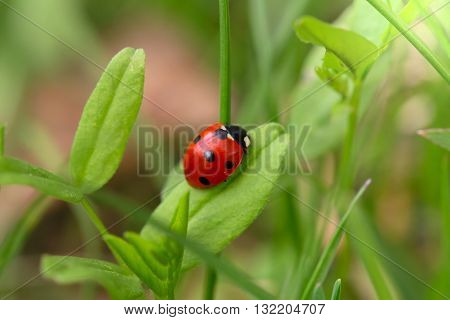 Ladybug on a green blade. Macro small depth of sharpness