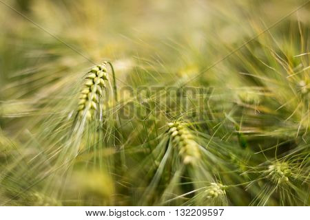 Green barley, Green Barley filed, Selective focus