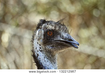this is a close up of an Australian emu