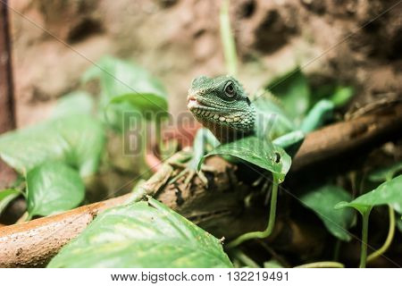 lizard with spikes on bruch in terrarium