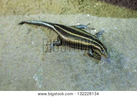 Rainbow mabuya (Trachylepis margaritifera), also known as the rainbow skink. Wildlife animal. 