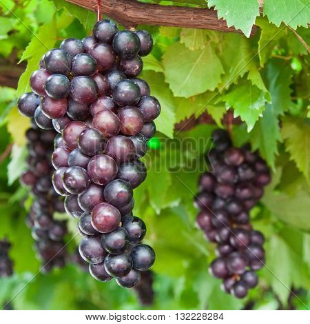 close up of ripening grape clusters on the vine