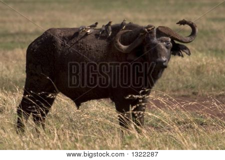 Dzikich zwierząt w Afryce, Park Narodowy Serengeti