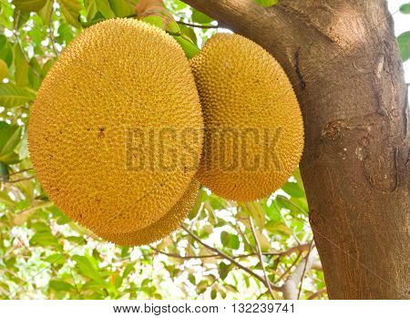 Three Jackfruit Hanging On The Tree In Farm