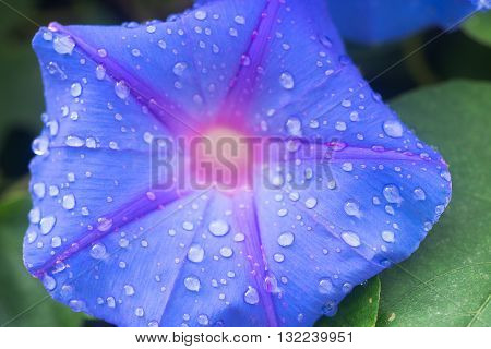 Ipomea flower in nature outdoor closeup photo