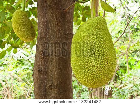 Young Jackfruit Hanging On The Tree In Farm