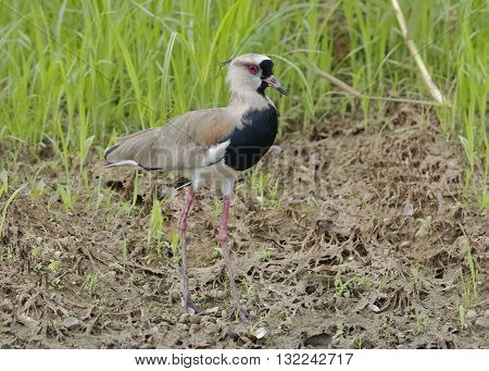 Southern Lapwing Foraging On A River Bank - Panama