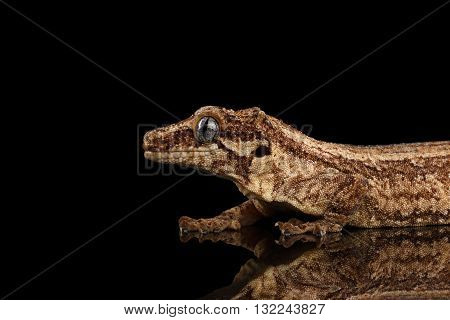 Closeup Gargoyle Gecko Rhacodactylus auriculatus in profile staring Isolated on black background. Native to New Caledonia