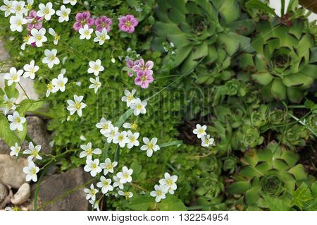 saxifrage, stonecrop and moss Lydian is indispensable as a soil covering with plants