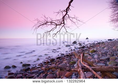 Romantic Sunset Time. Lonely Fallen  Tree On Empty  Stony Coastline.  Death Tree With  Branches In W