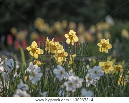 Daffodil Narcissus is a genus of mainly hardy mostly spring-flowering bulbous perennials in the Amaryllis family subfamily Amaryllidoideae