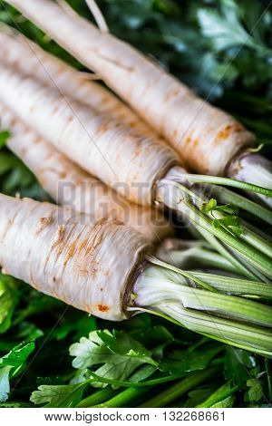 Parsnip. Fresh parsnip. Parsnip with parsley on concrete board. Several fresh parsnip pieces with parsley top. Parsley herbs. Fresh vegetable.