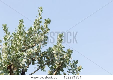leaves of silver buttonwood on blue sky background