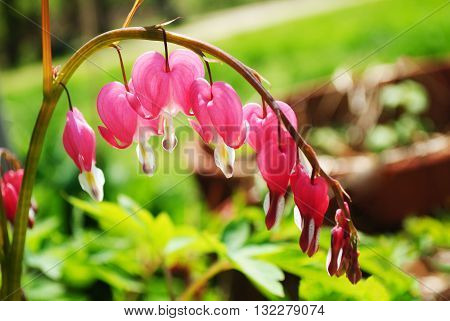 A Bleeding Heart Plant Blooming in Early Spring