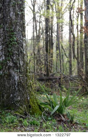 Træ Moss