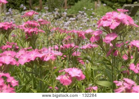 Cheddar rózsaszín Dianthus