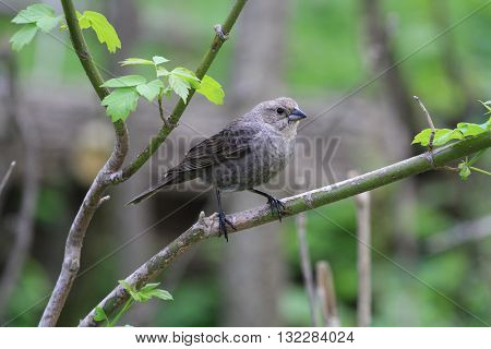 Brown-headed Cowbird female perched on branch in morning light