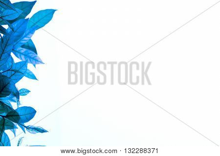 cluster of tree leaves in blue color on the left side with white background
