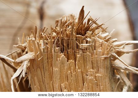 close up of wood slivers after cutting