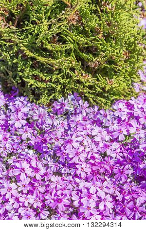 Flowering bushes Phlox subulate. Numerous pink blossoms