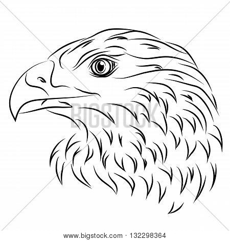 Illustration of an eagle for your design. Monochrome