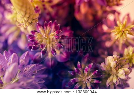 Beautiful violet and purle wild flowers macro shot