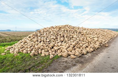Pile of recently harvested sugar beets in a Dutch rural landscape. It's a sunny day in the fall season.