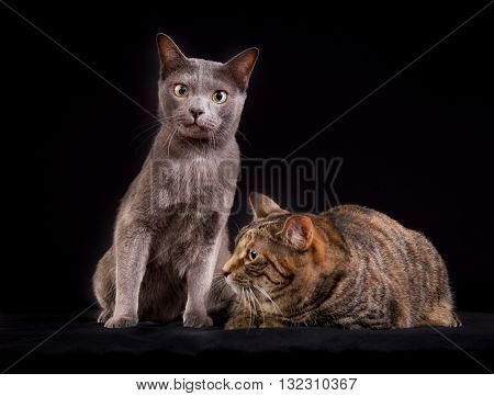 Two Cats