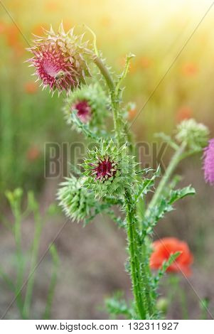 Close Up Of Round Spiky Purple Thistle Bud