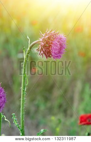 Close Up Of Round Spiky Purple Thistle Bud