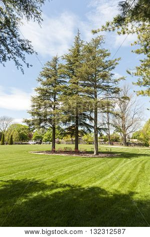 New Bedford, Massachusetts, USA - May 18, 2016: Three Cedars of Lebanon border the expansive lawn for social events at Allen C. Haskell Public Gardens in New Bedford, Massachusetts