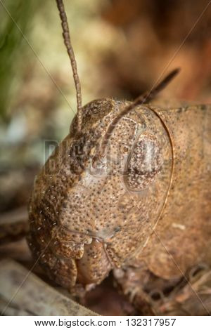 Extreme closeup macro carolina locust grasshopper insect portrait